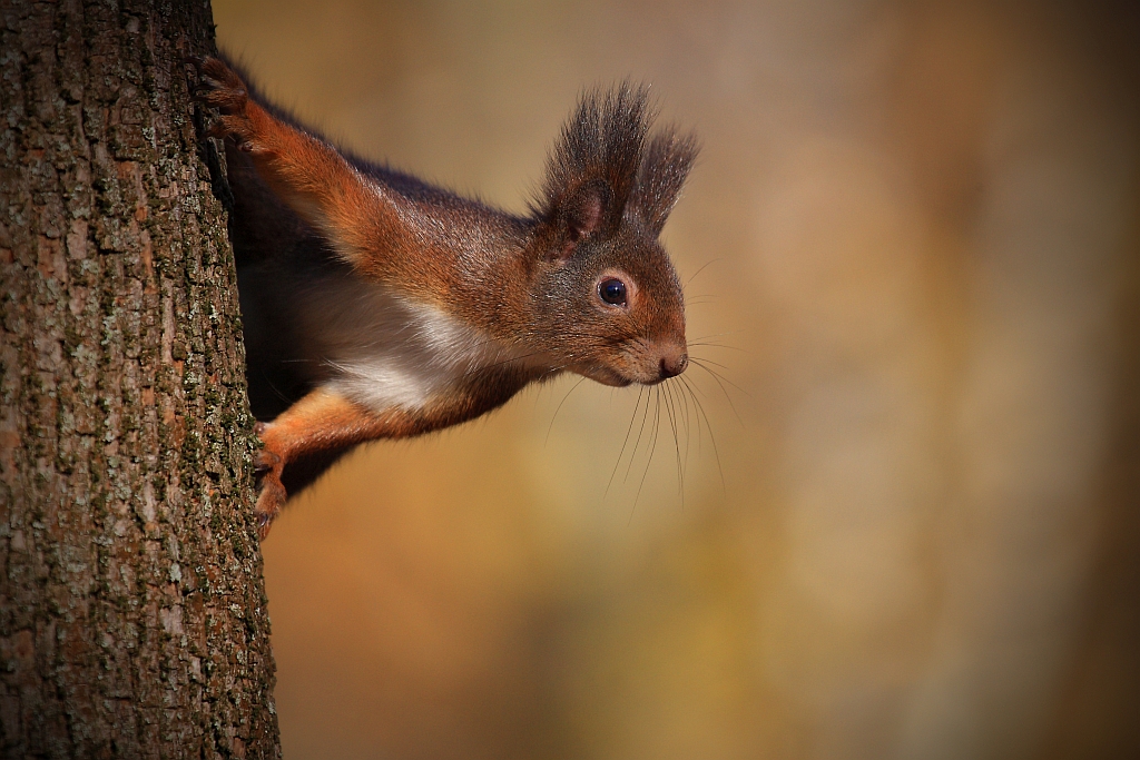 SCIURUS VULGARIS