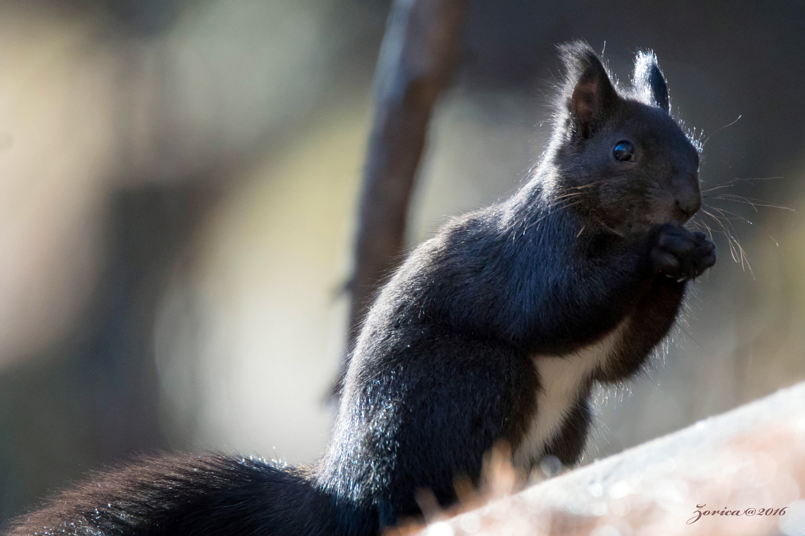 Sciurus Vulgaris