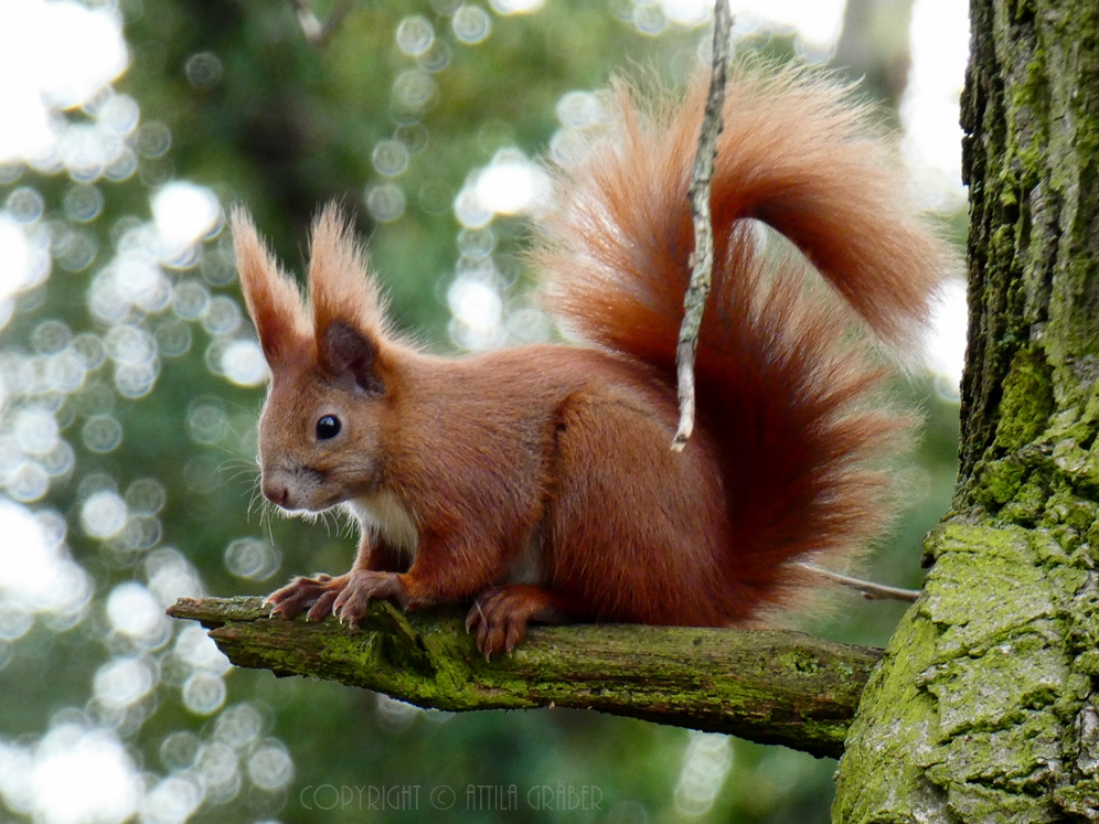 Sciurus vulgaris