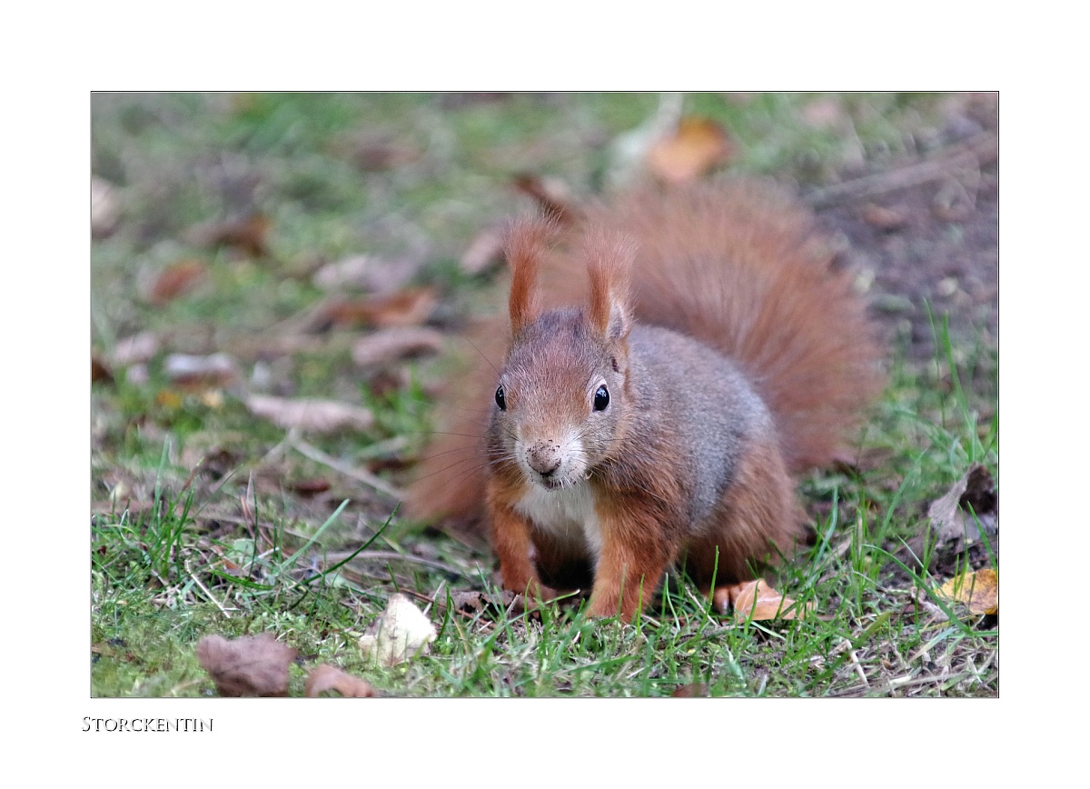 Sciurus vulgaris