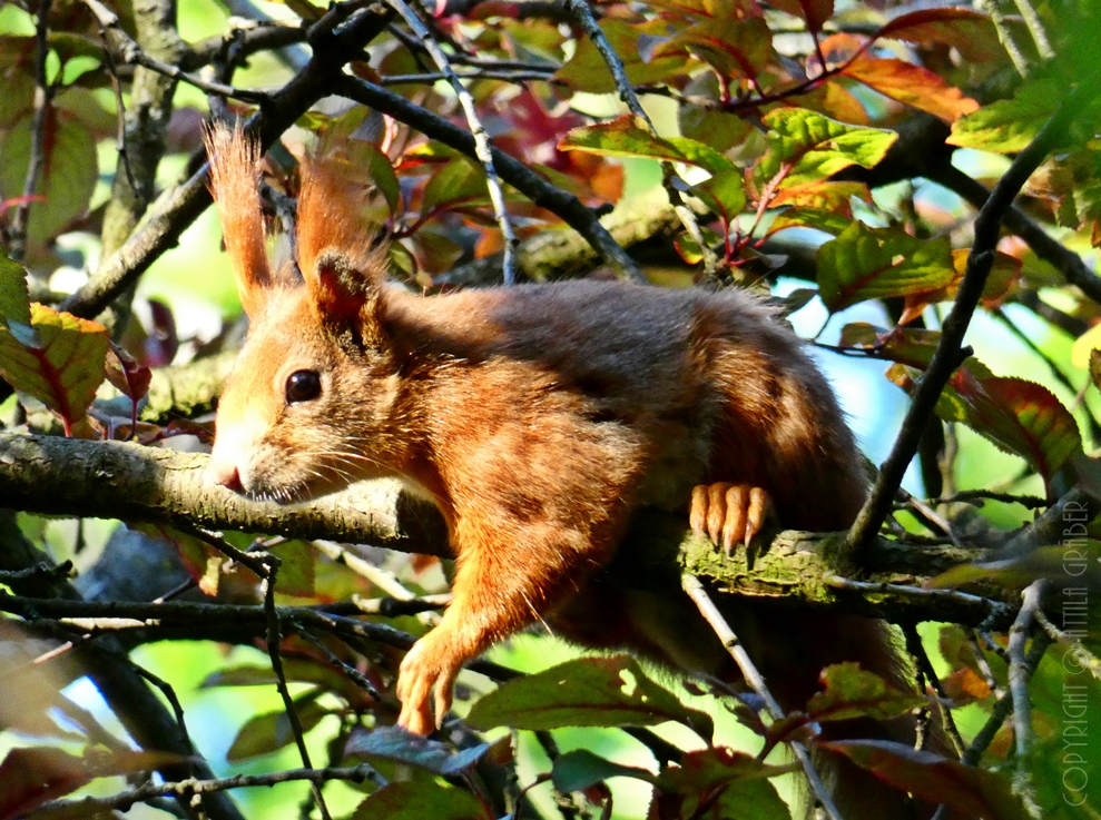 Sciurus vulgaris