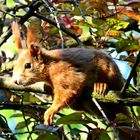 Sciurus vulgaris