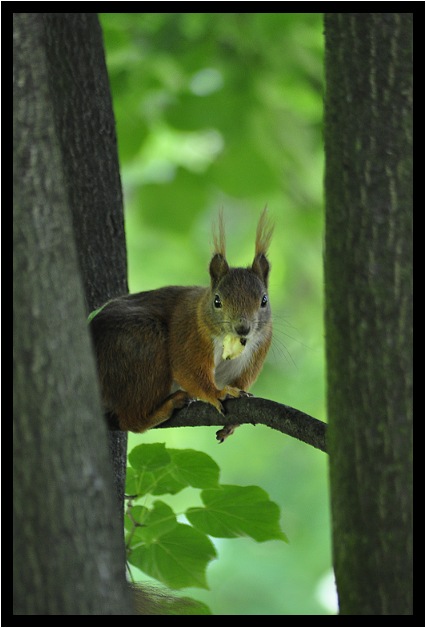 Sciurus vulgaris