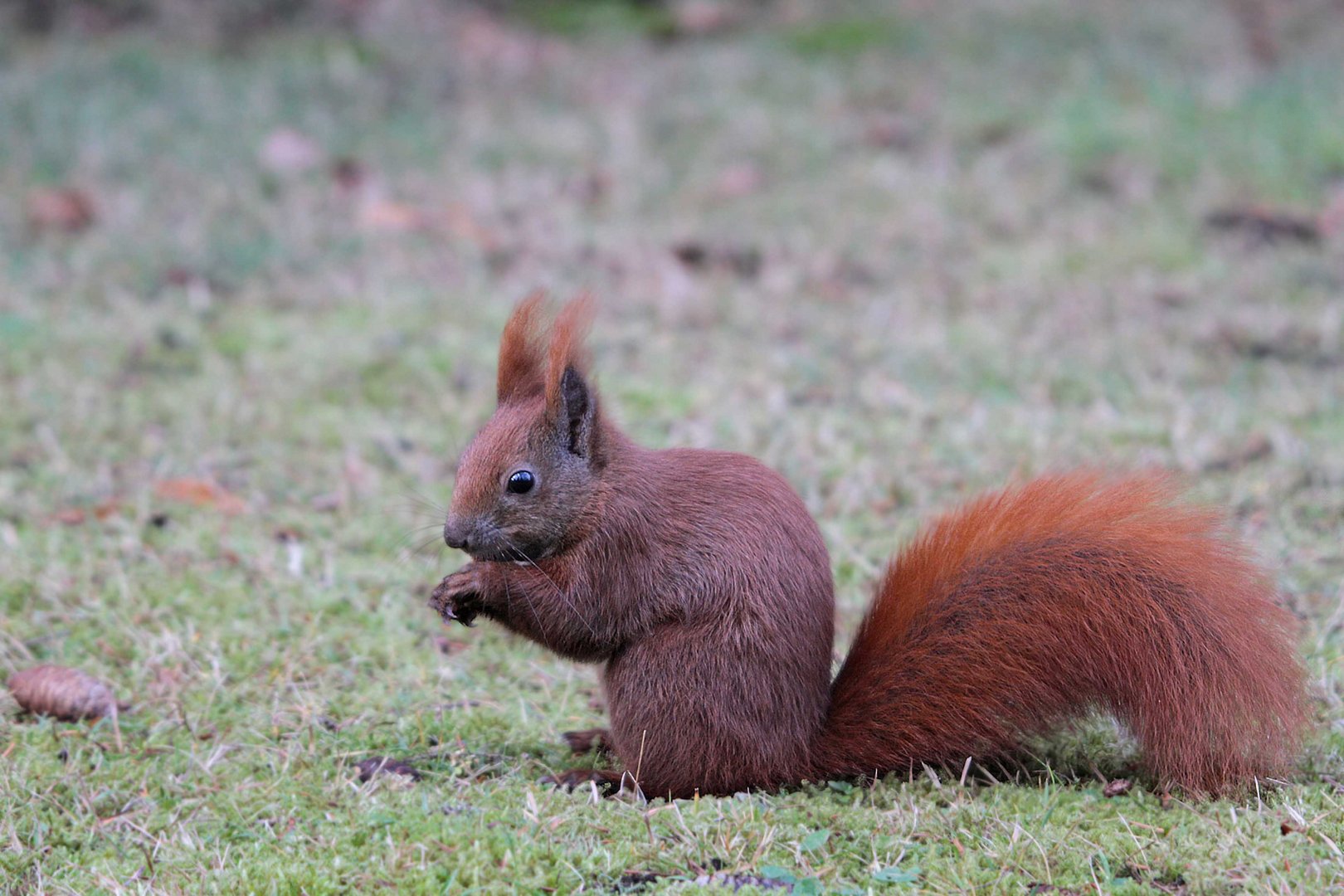 Sciurus vulgaris