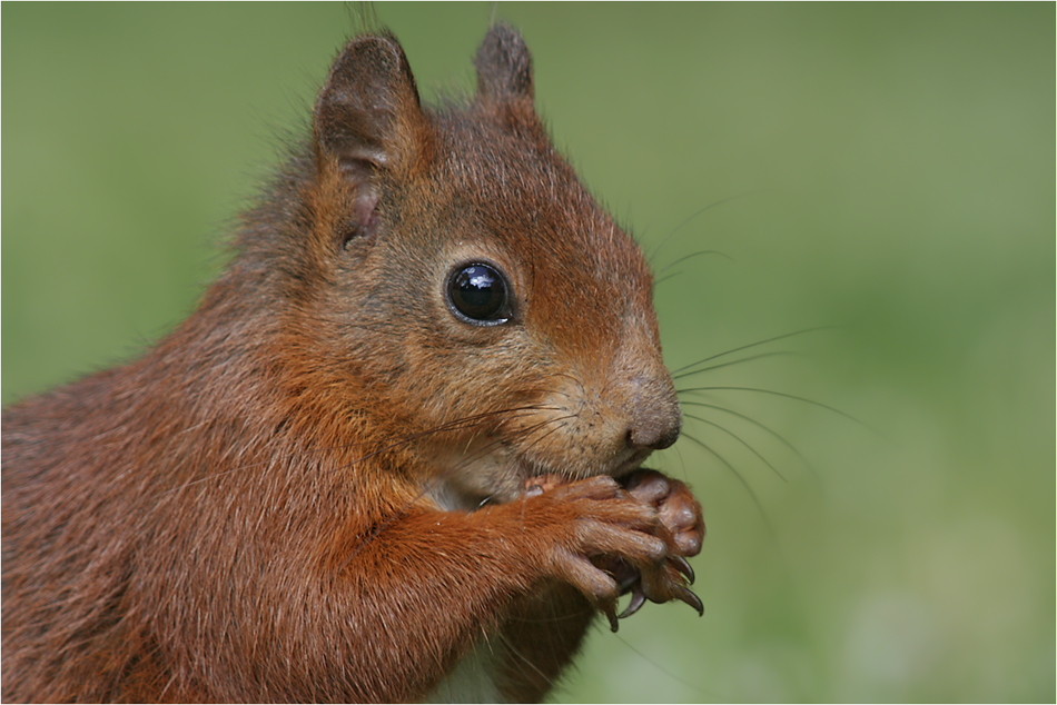 Sciurus vulgaris