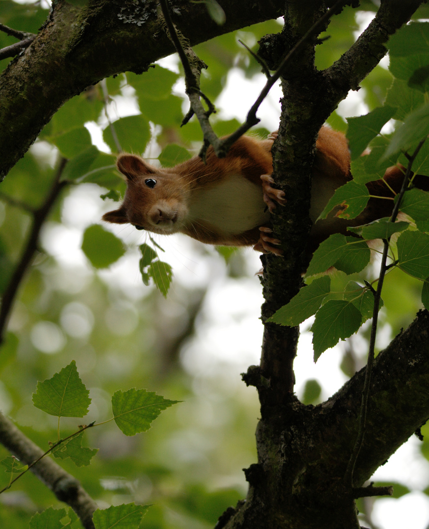 Sciurus vulgaris