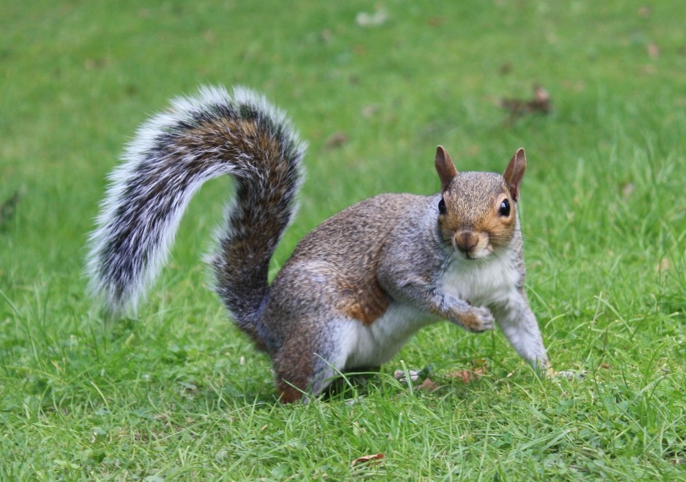 Sciurus vulgaris