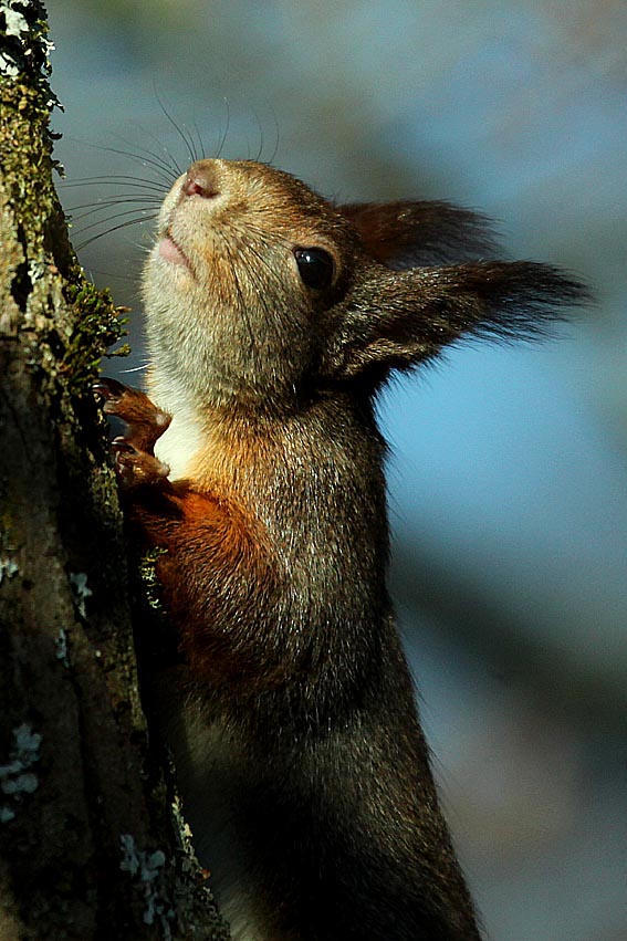 Sciurus vulgaris