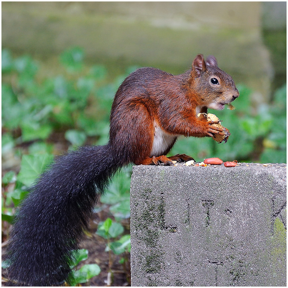 Sciurus vulgaris