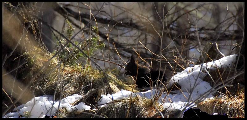 sciurus vulgaris di casa cogne