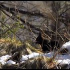 sciurus vulgaris di casa cogne