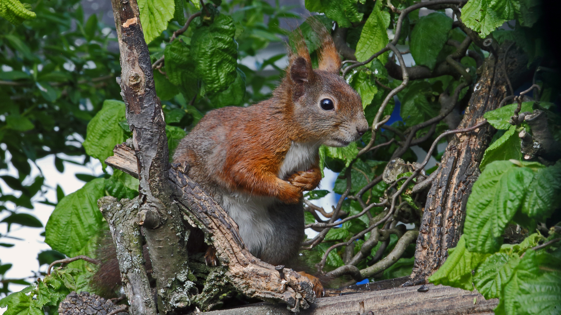 Sciurus vulgaris - Eichhörnchen...