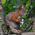 Sciurus vulgaris - Eichhörnchen...