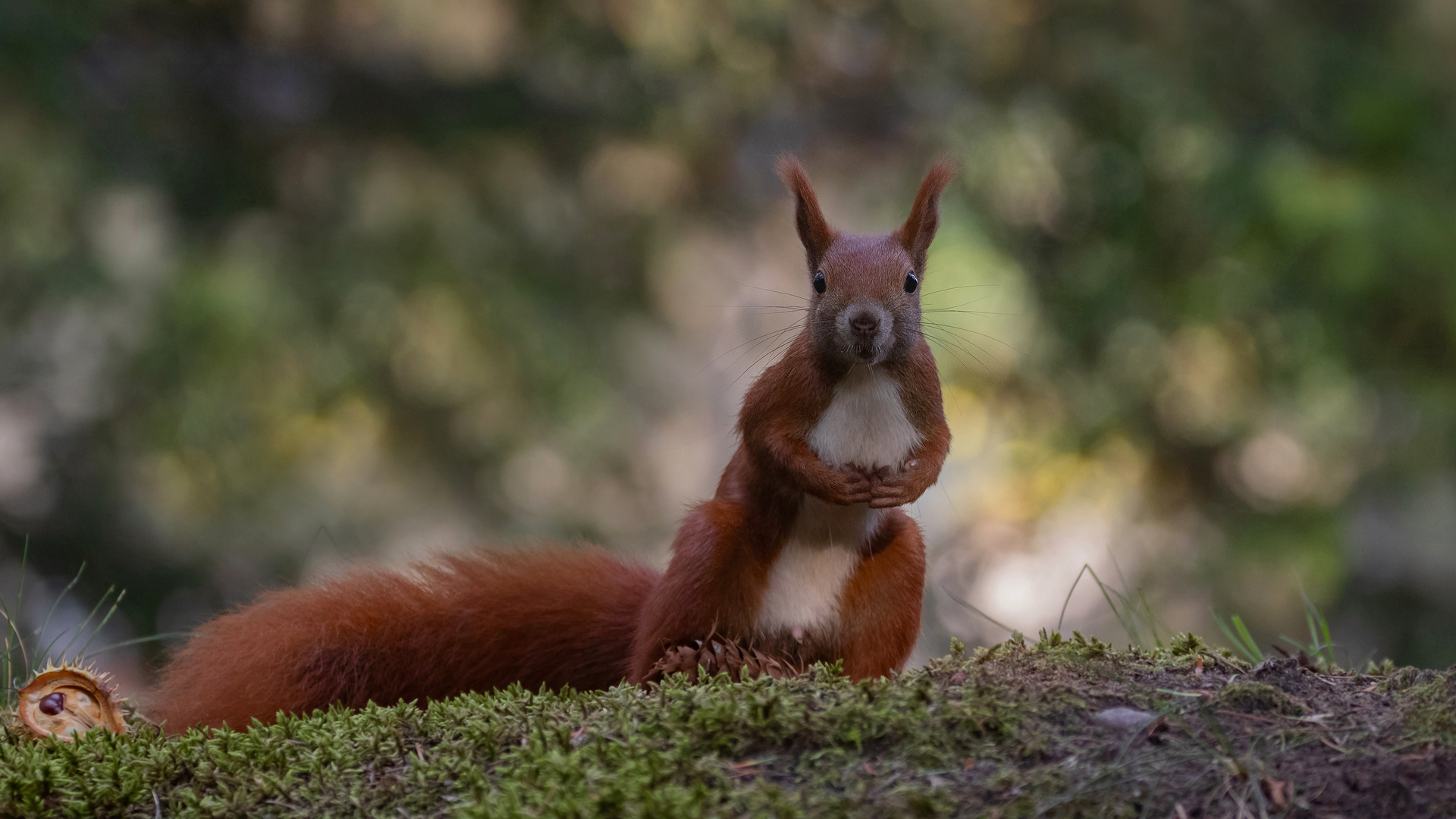 Sciurus vulgaris - Eichhörnchen