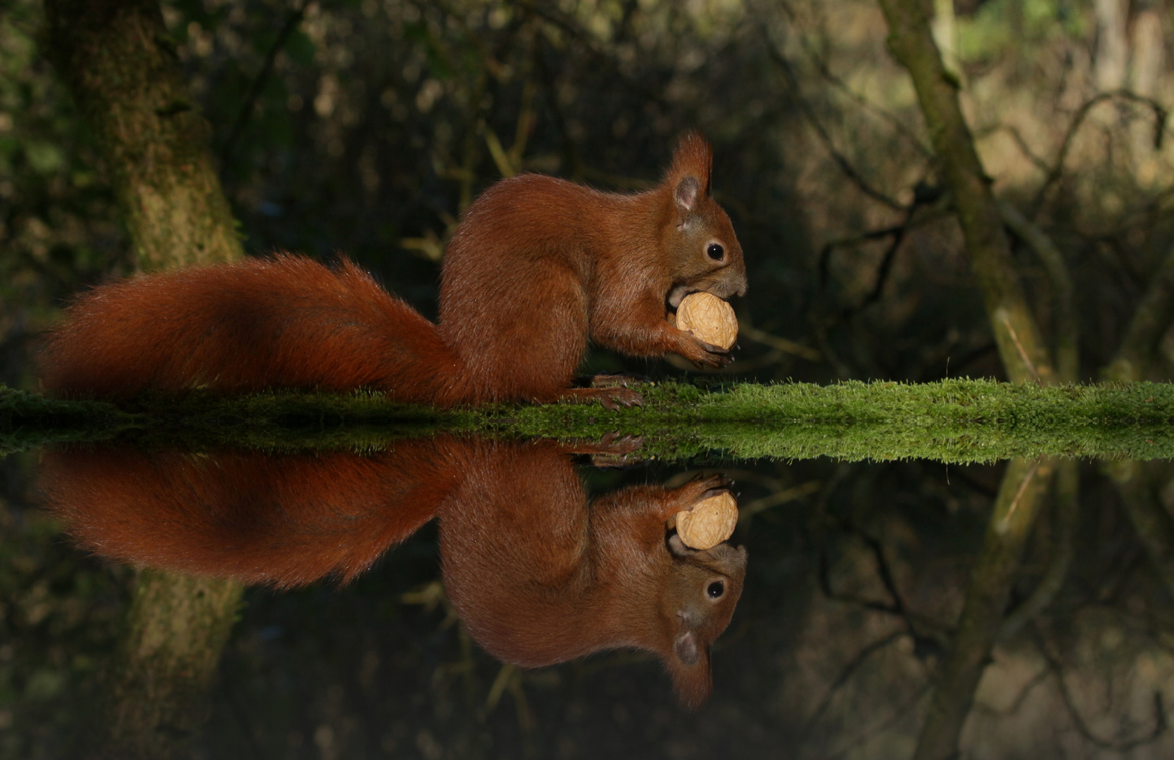 Sciurus vulgaris - Eichhörnchen 