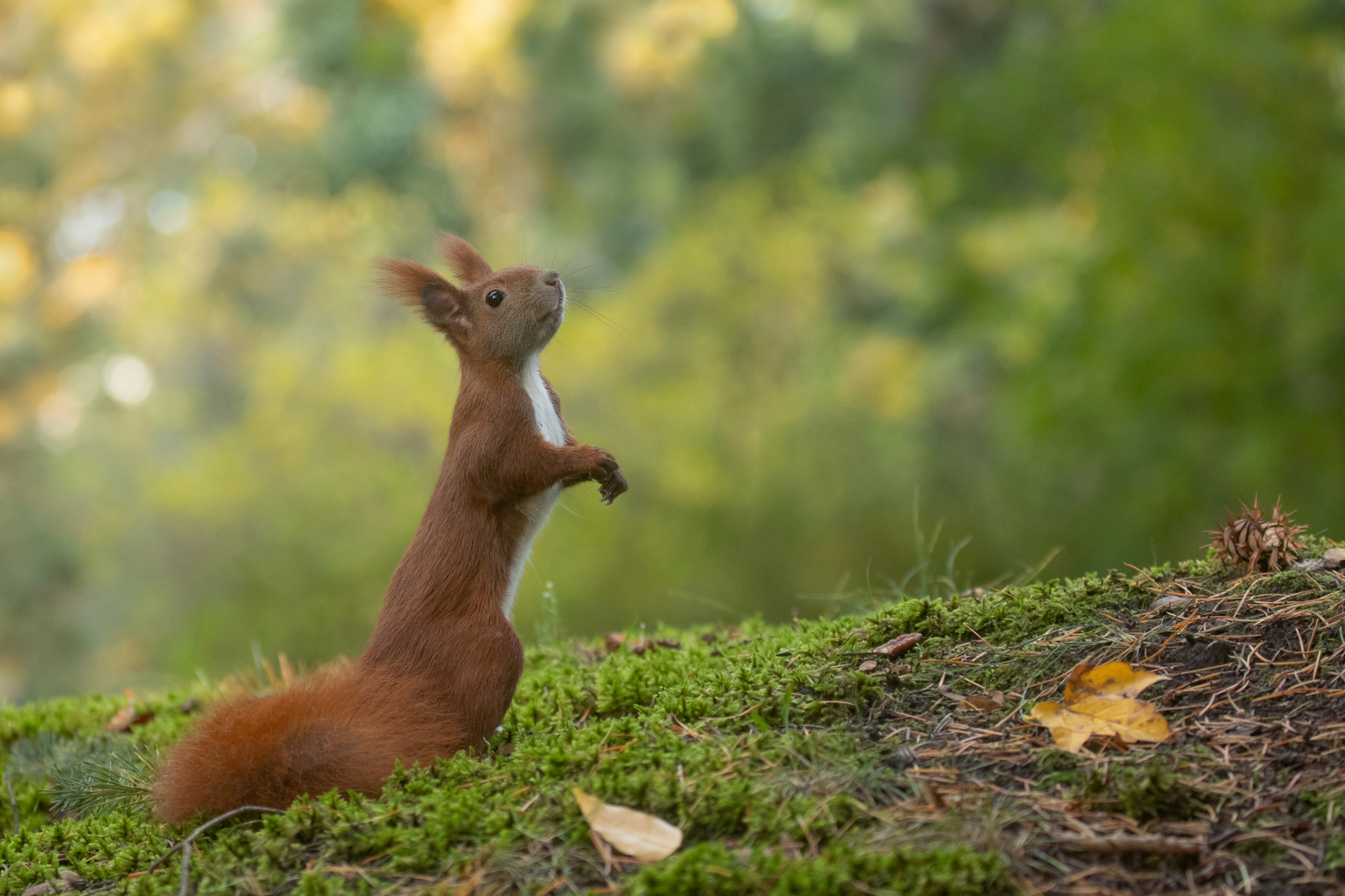 Sciurus vulgaris - Eichhörnchen  schnuppert