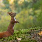 Sciurus vulgaris - Eichhörnchen  schnuppert