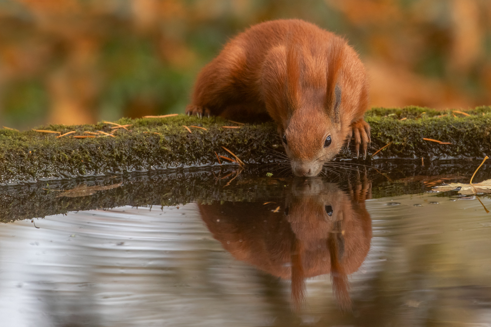 Sciurus vulgaris - Eichhörnchen trinkt  am Brunnen 