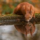 Sciurus vulgaris - Eichhörnchen trinkt  am Brunnen 