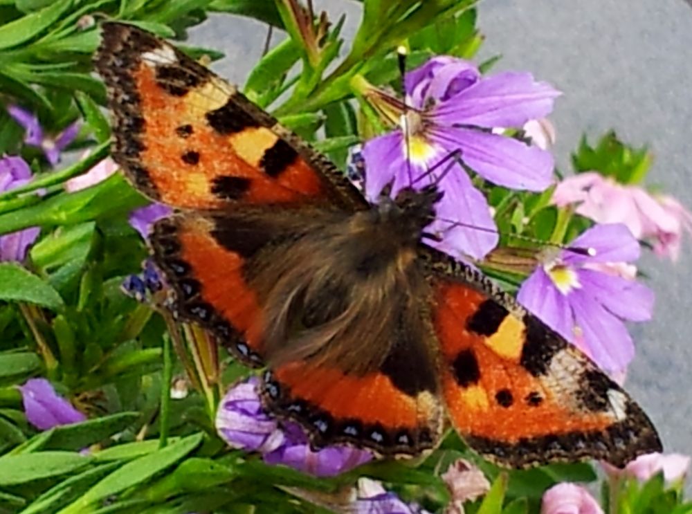 Scmetterling im Garten