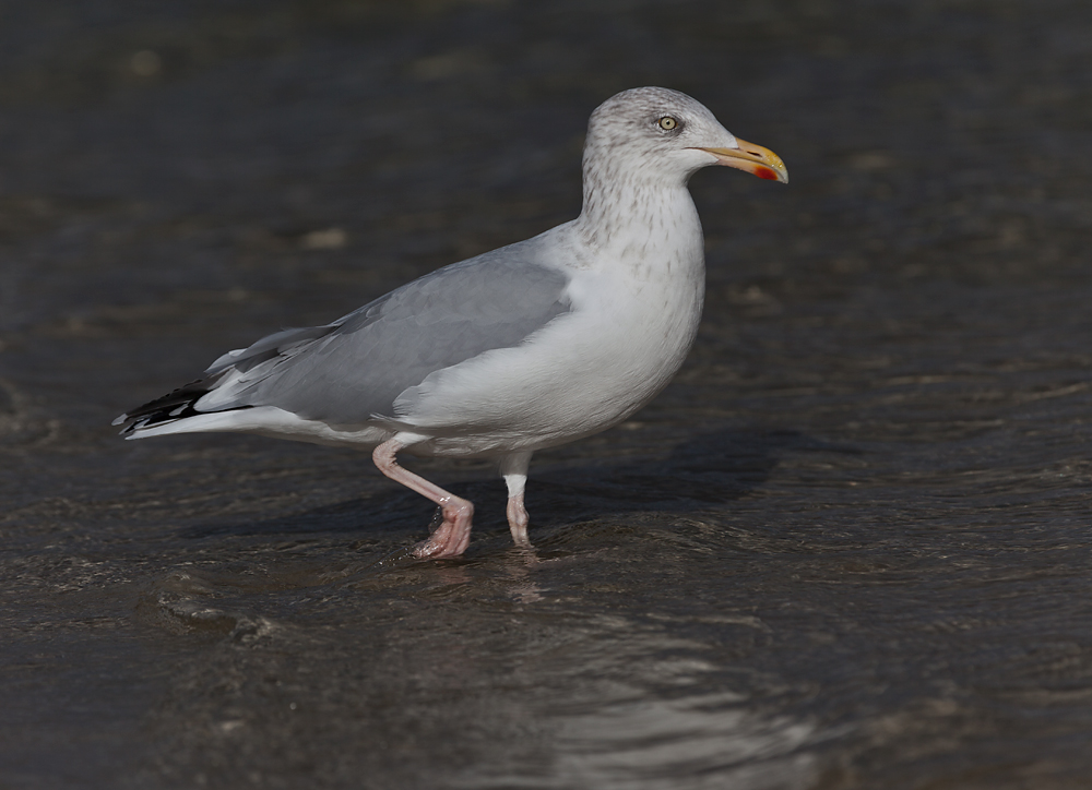 SCO 2016 #01 Birdwatching