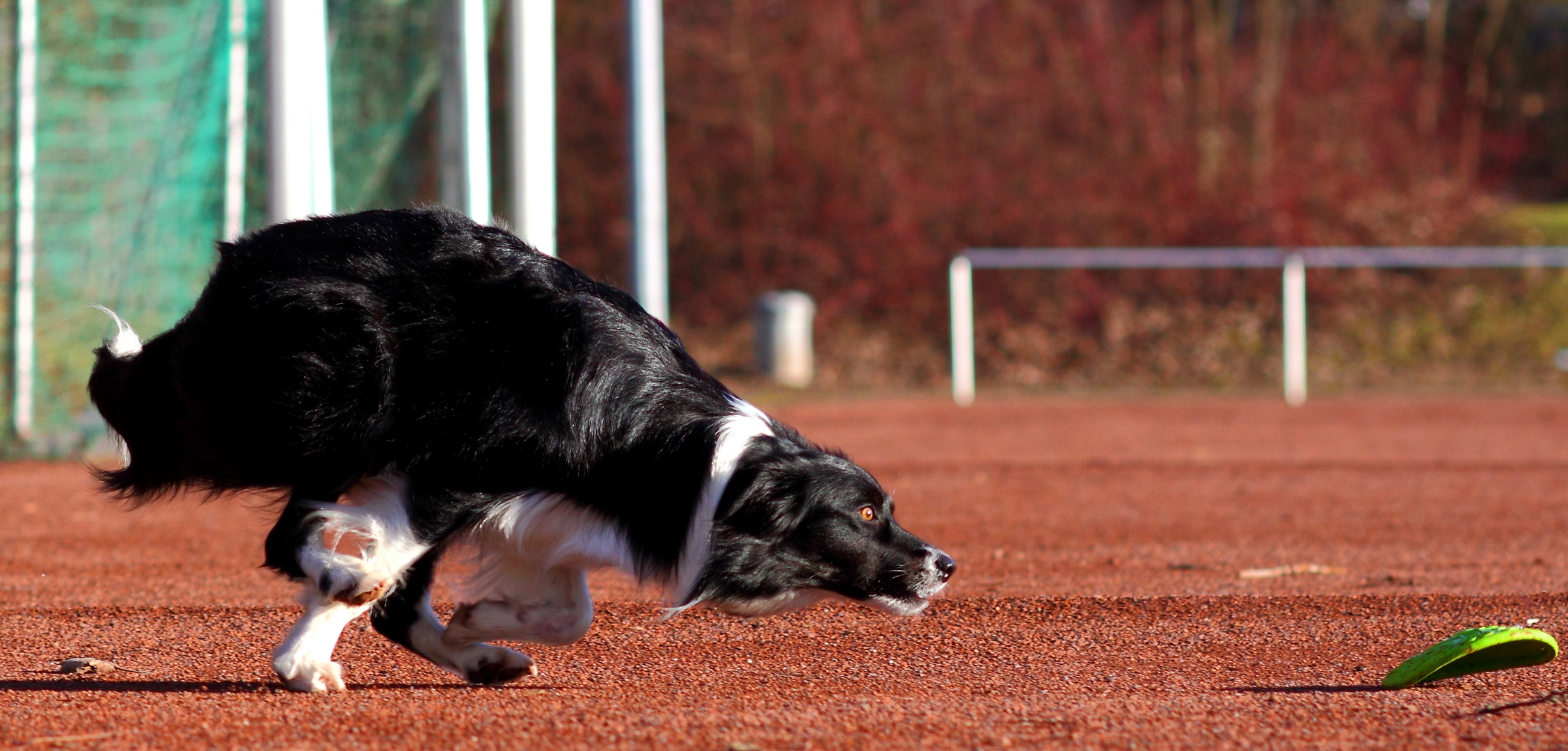 Scoccer Collie