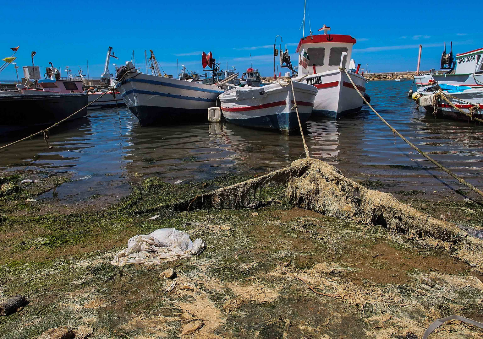 Scoglitti