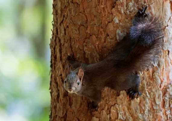 scoiattolo
