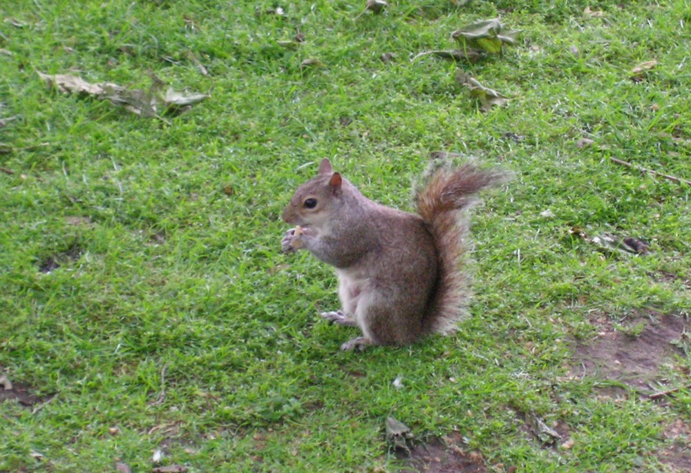 Scoiattolo a Hide Park (Londra)