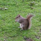 Scoiattolo a Hide Park (Londra)