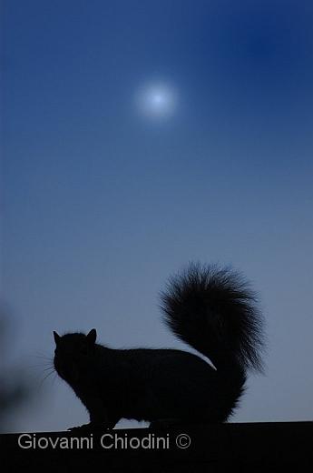 Scoiattolo al chiaro di Luna - Parco di Legnano