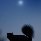 Scoiattolo al chiaro di Luna - Parco di Legnano