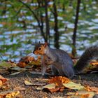 Scoiattolo al parco