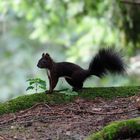 Scoiattolo comune (Sciurus vulgaris)