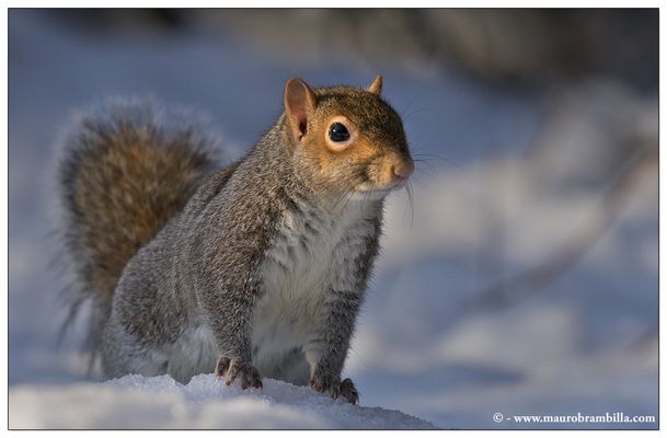Scoiattolo curioso.........o affamato!!!!