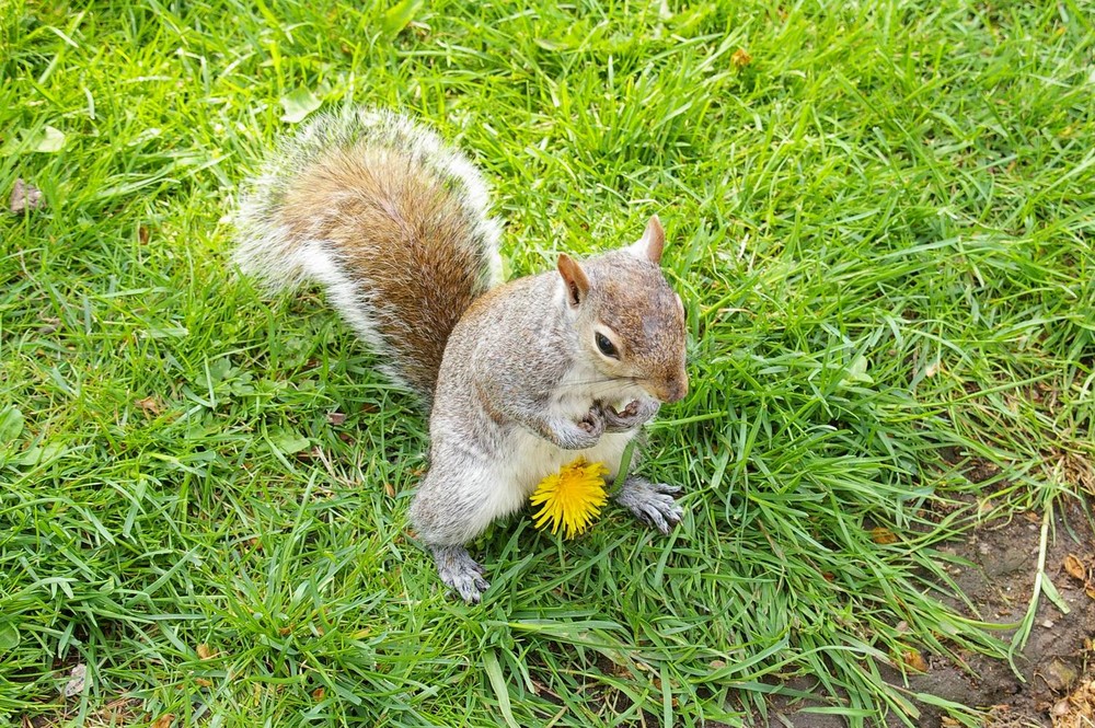 scoiattolo in Hyde Parck - Londra