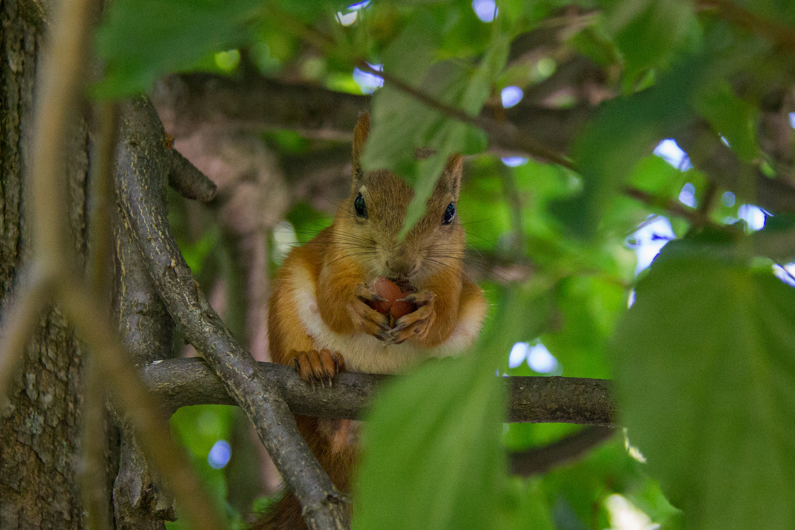 Scoiattolo - Squirrel