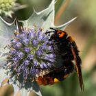 Scolia flavifrons auf Stranddistel