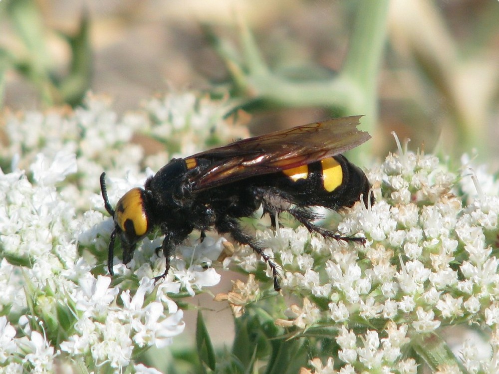 Scolia flavifrons femmina