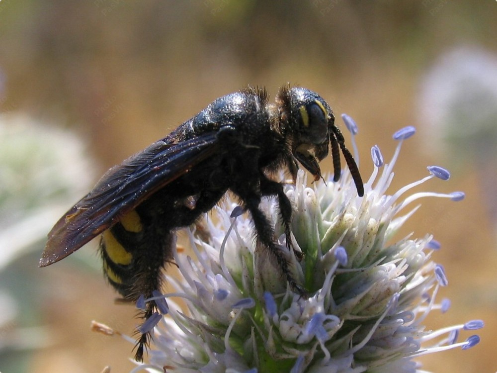 Scolia flavifrons maschio su fiore di Calcetreppola marina (Eryngium maritimum)