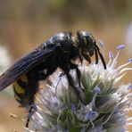 Scolia flavifrons maschio su fiore di Calcetreppola marina (Eryngium maritimum)