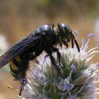 Scolia flavifrons maschio su fiore di Calcetreppola marina (Eryngium maritimum)