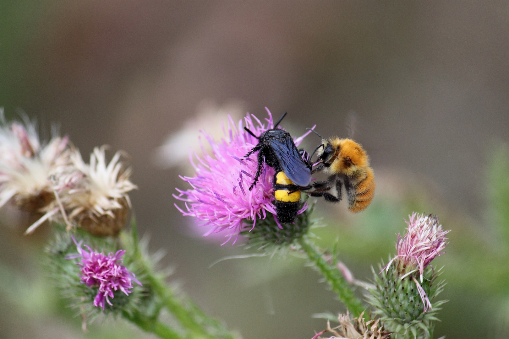 Scolia hirta - (Scolia hirta hirta)