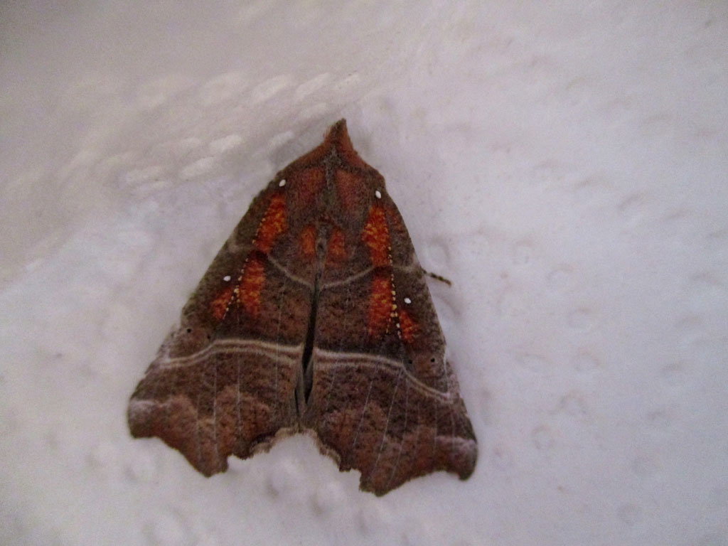 Scoliopteryx libatrix- Zackeneule 