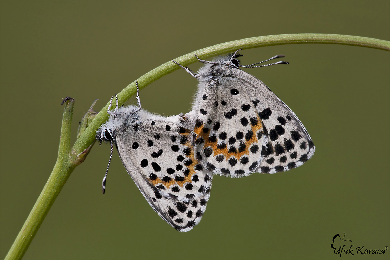 Scolitantides orion