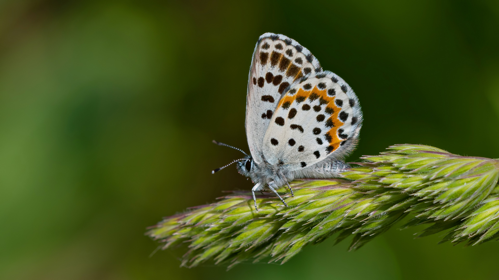 Scolitantides orion