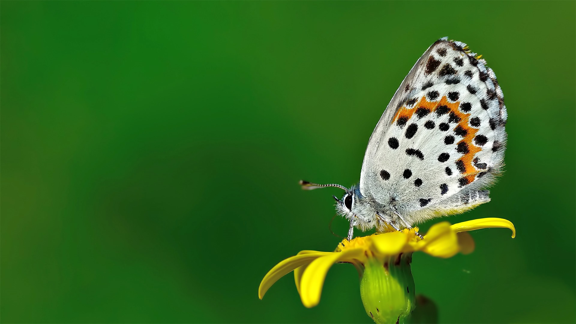 Scolitantides orion