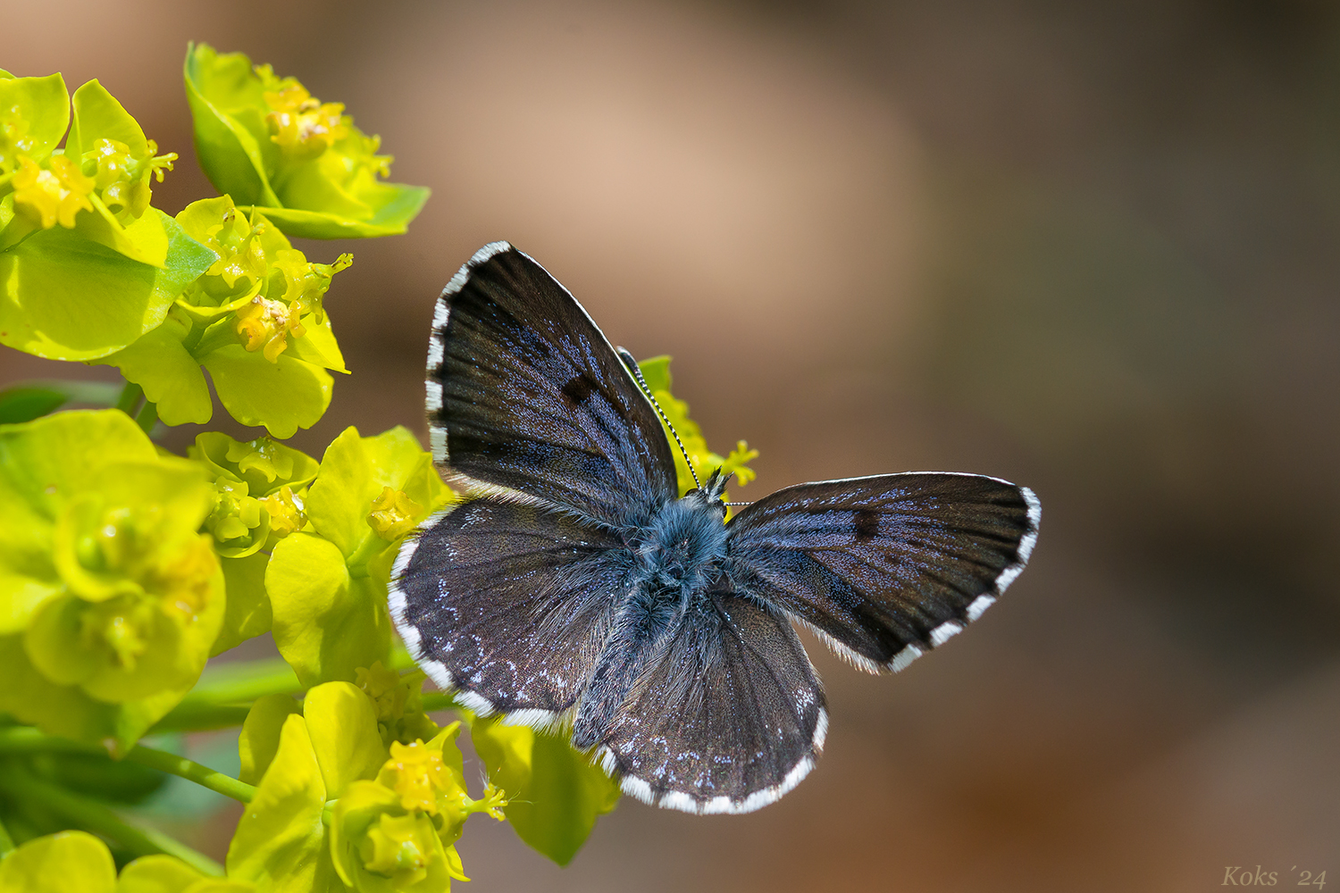 Scolitantides orion