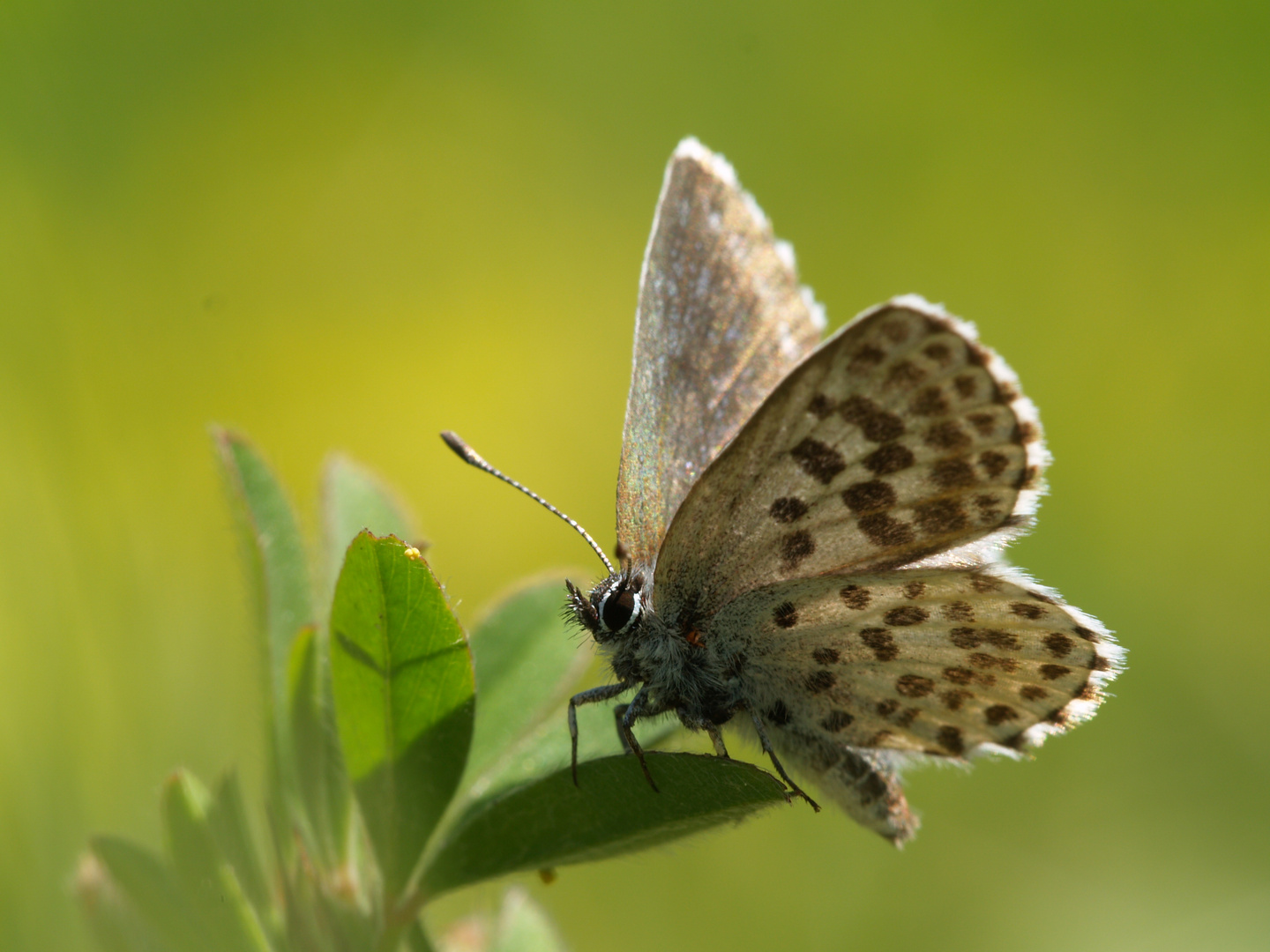 Scolitantides orion