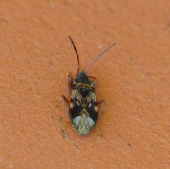 Scolopostethus pictus